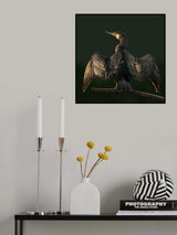 Cormorant Poster och Canvastavla
