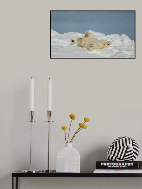 Polar bear in relax Poster och Canvastavla