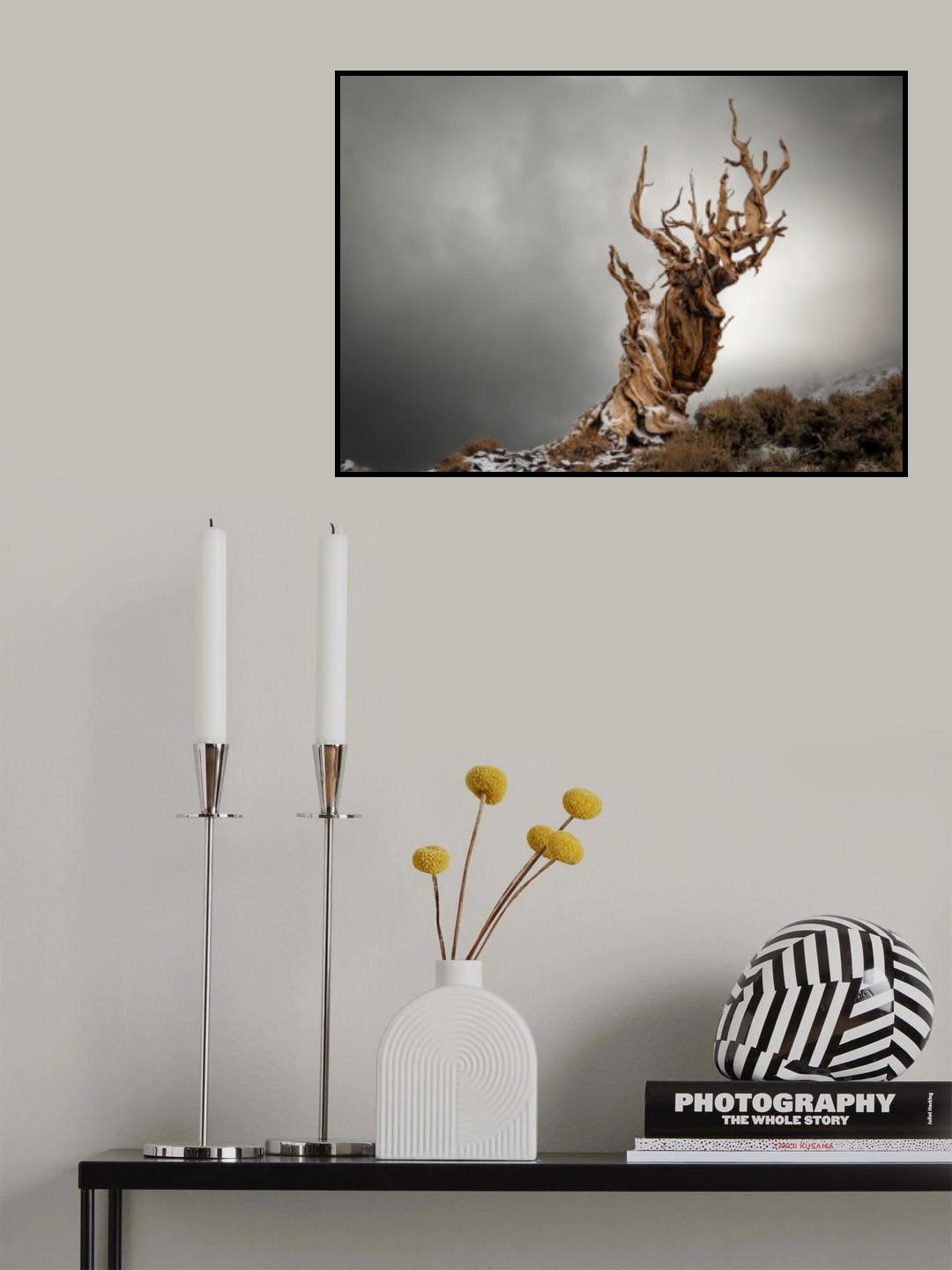 Song of Life Poster och Canvastavla