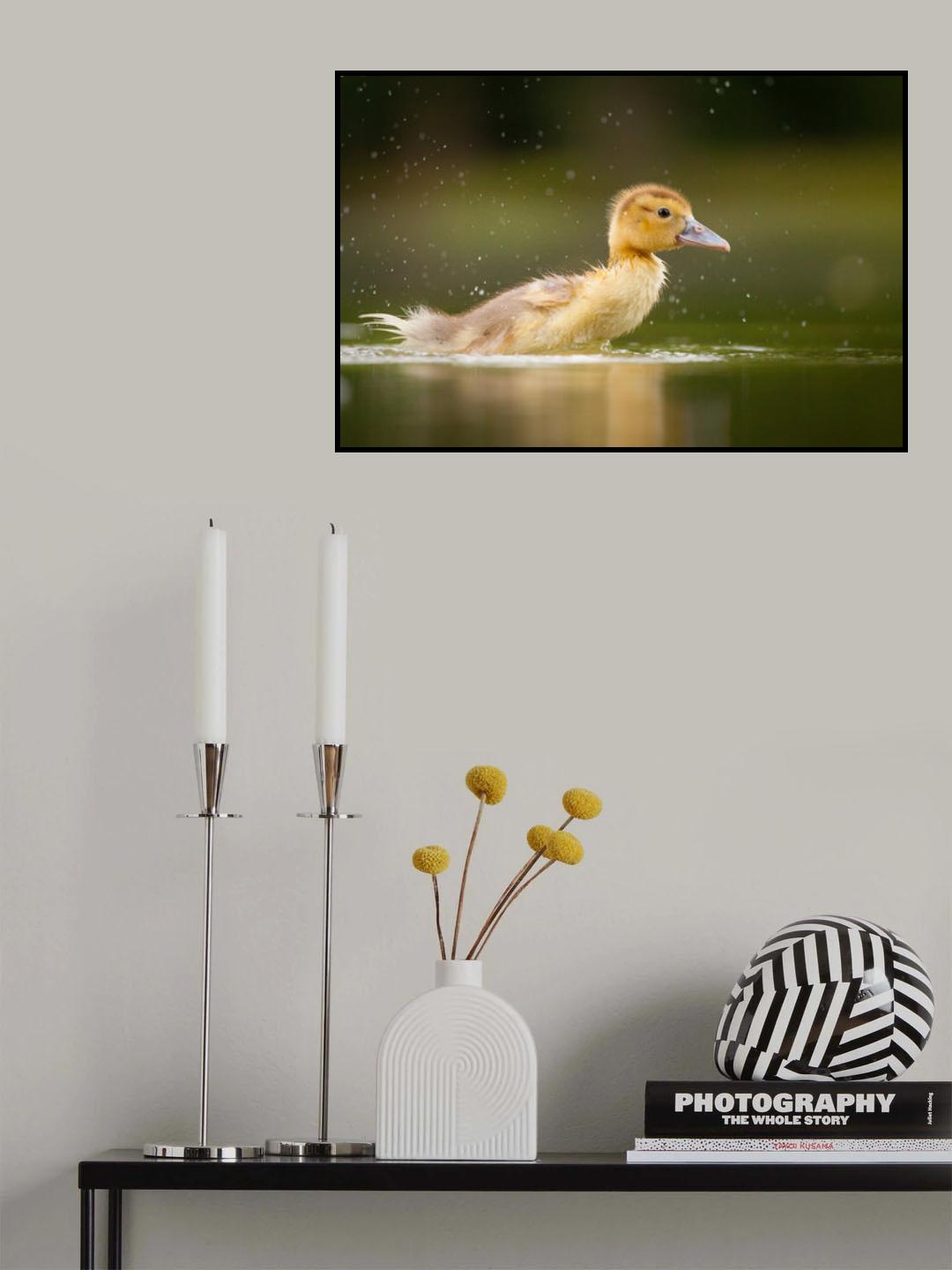 Ducling Poster och Canvastavla