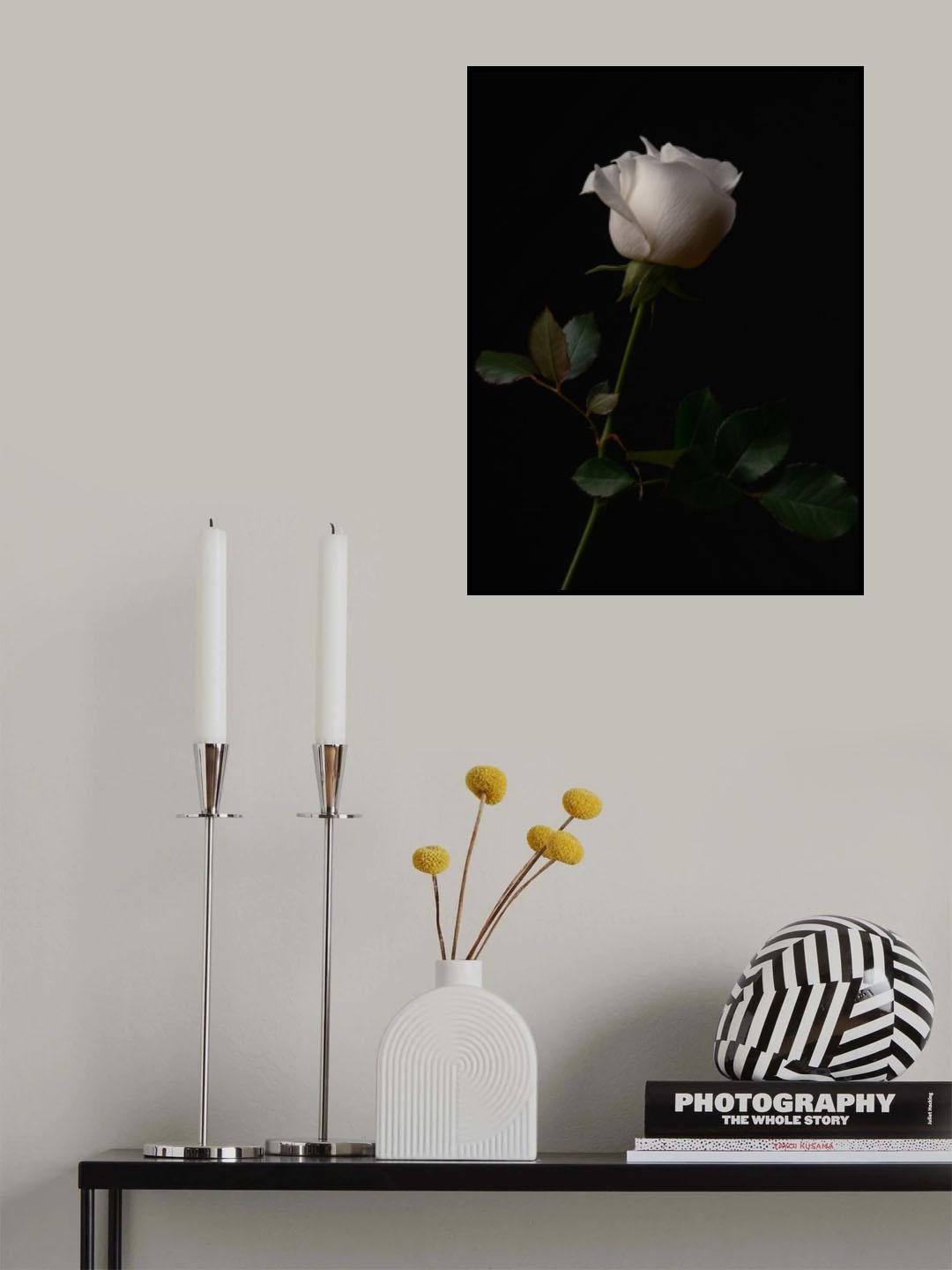 white rose Poster och Canvastavla