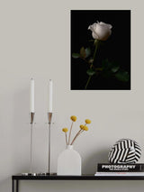 white rose Poster och Canvastavla