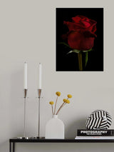 a beautiful red rose Poster och Canvastavla