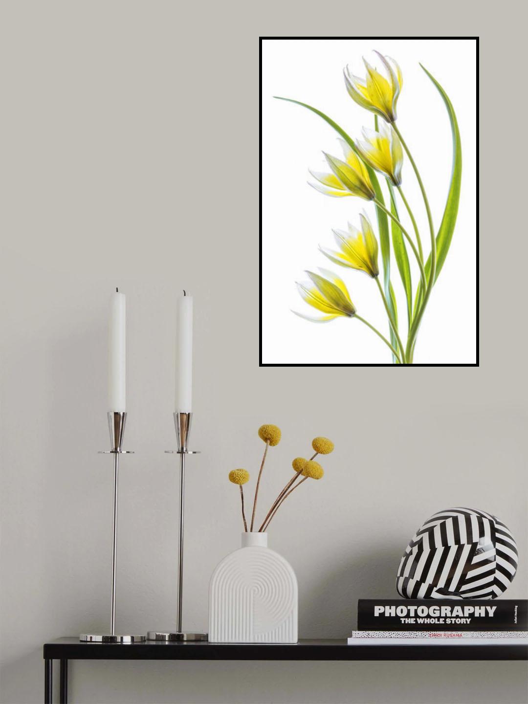 ~Tulipa Poster och Canvastavla