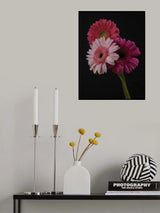 multicolored Gerbera flowers Poster och Canvastavla