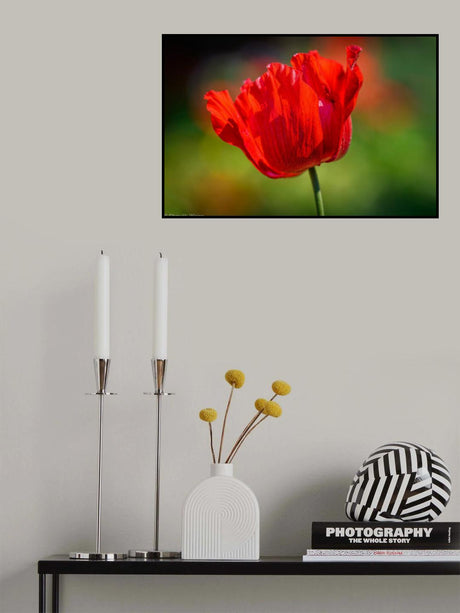 Red Anemone Poster och Canvastavla