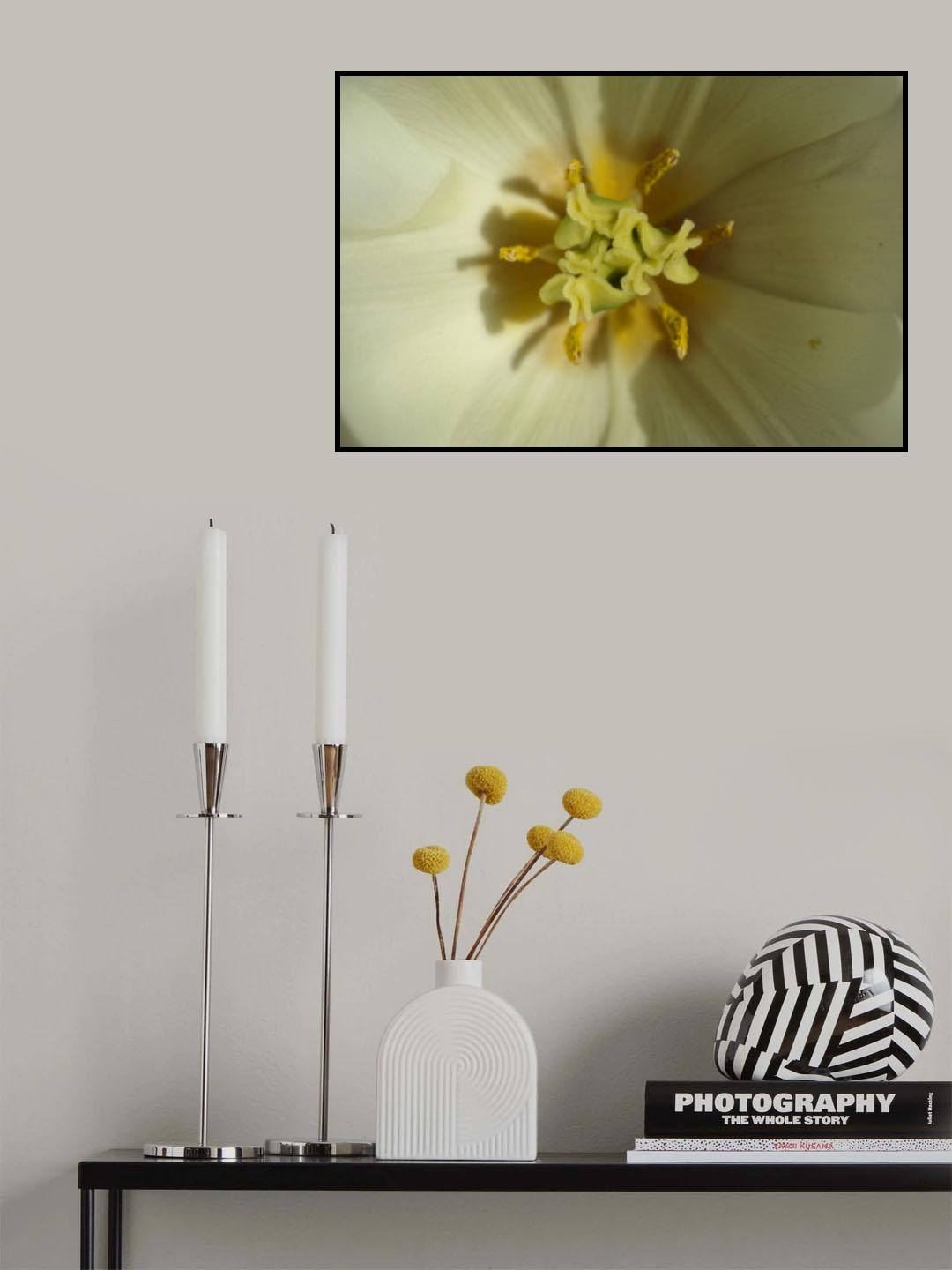 white tulip close up Poster och Canvastavla
