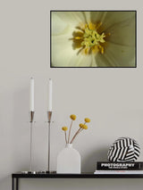 white tulip close up Poster och Canvastavla