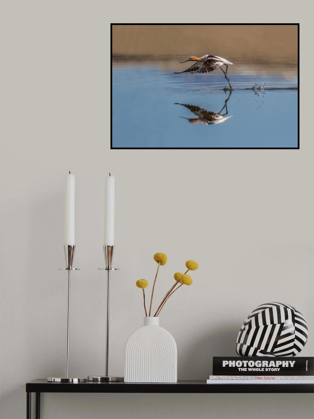 Stilts &amp; Avocets Poster och Canvastavla