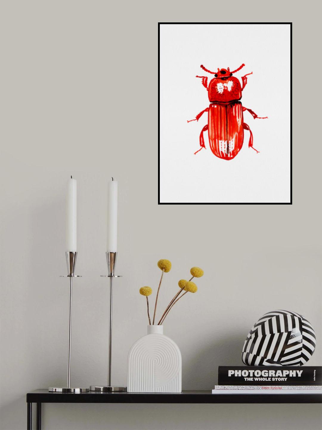 Uloma culinaris Poster och Canvastavla