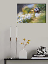 Puffin Poster och Canvastavla