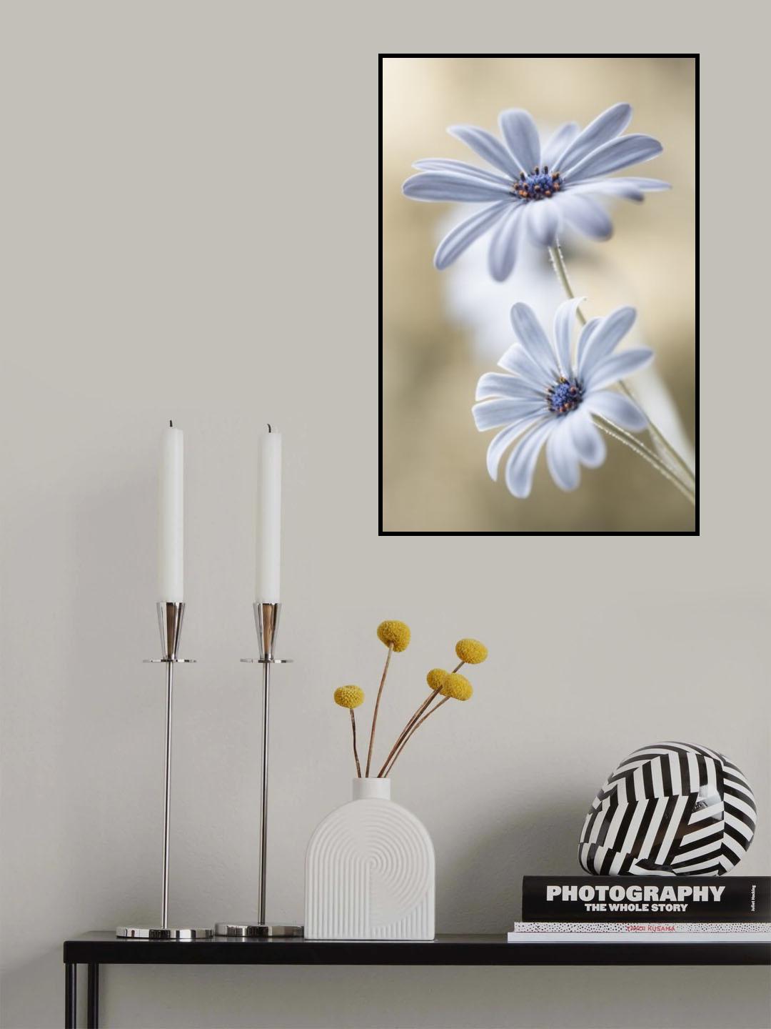 Cape daisies Poster och Canvastavla