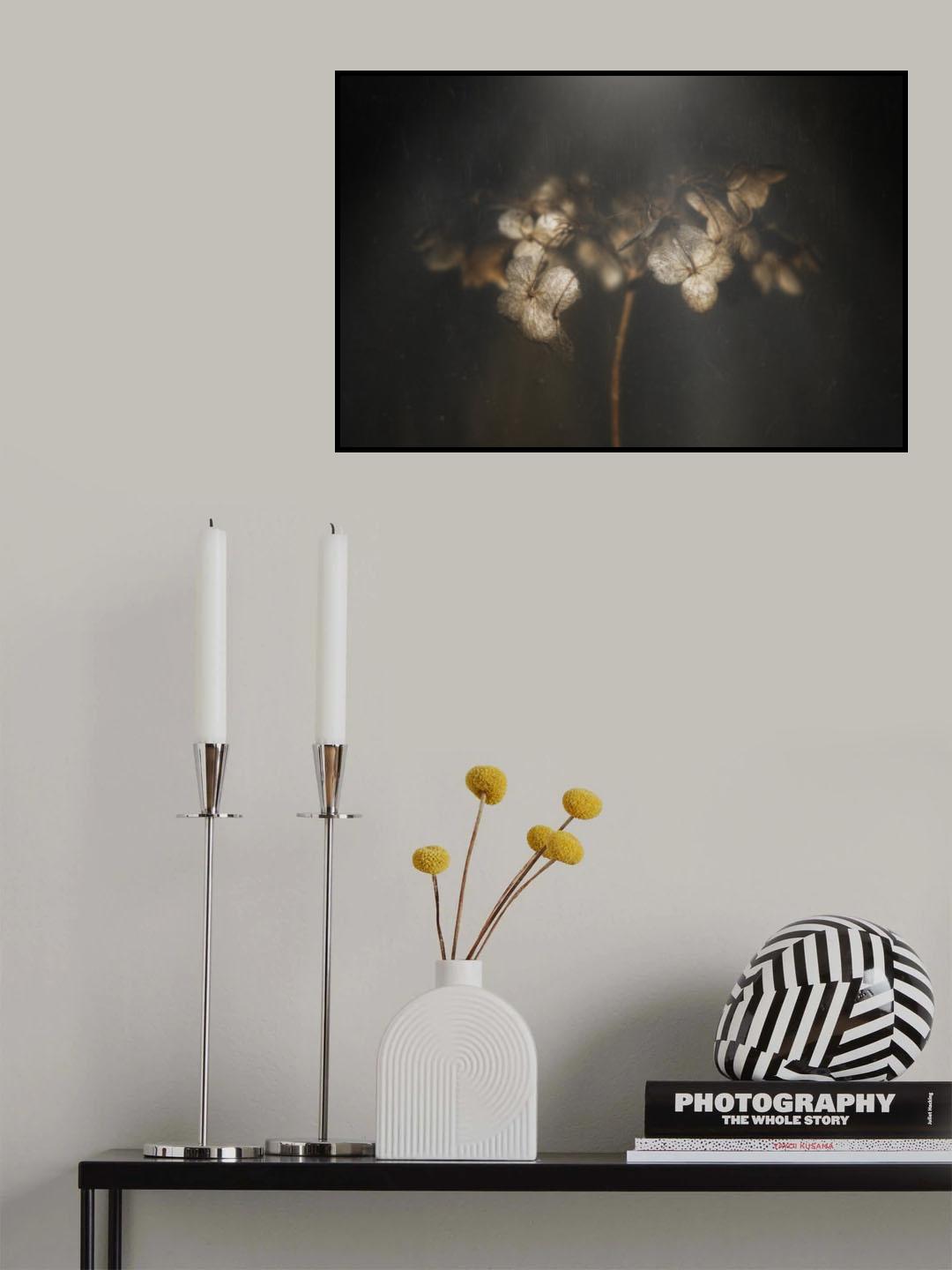 Withered hydrangea Poster och Canvastavla