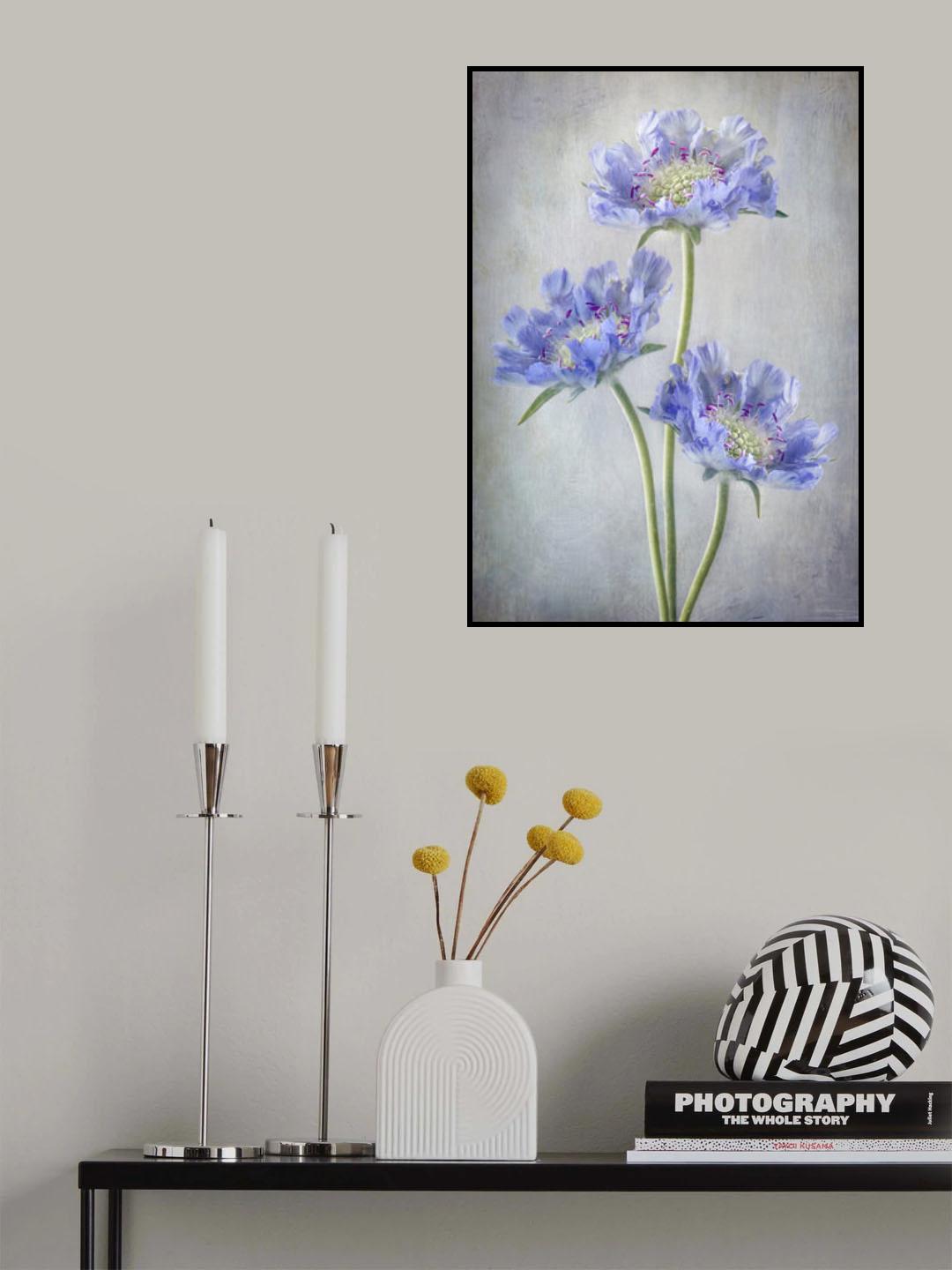 Scabiosa Poster och Canvastavla