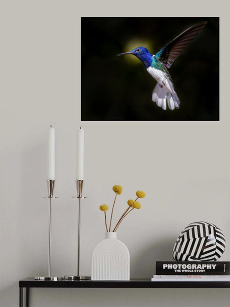 White-necked Jacobin Poster och Canvastavla