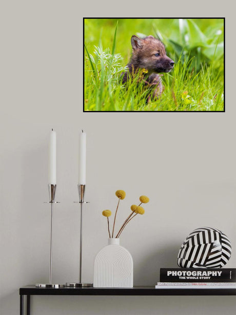 Young Wolf Poster och Canvastavla