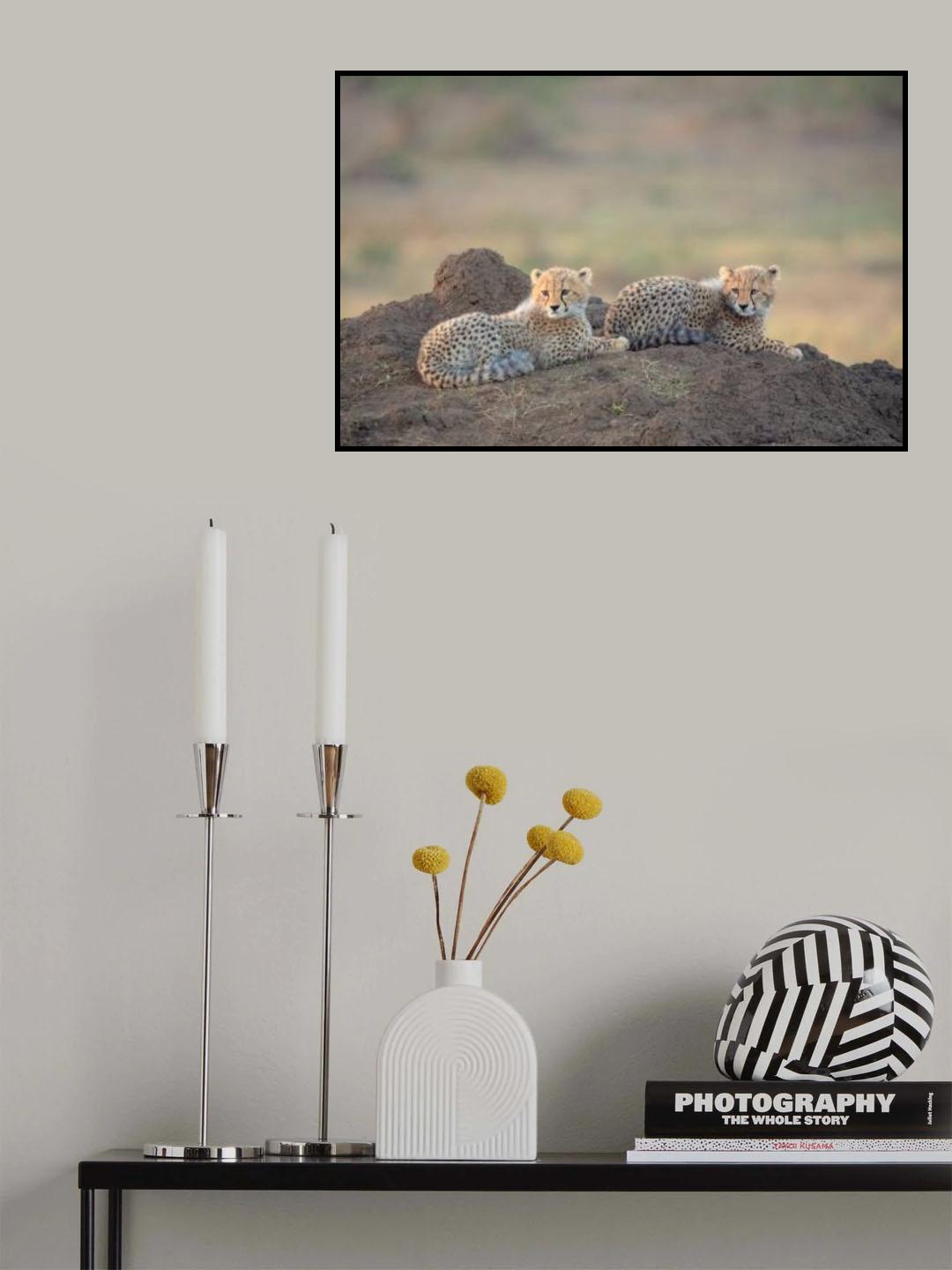 Cheetah cubs Poster och Canvastavla