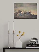 Cheetah cubs Poster och Canvastavla