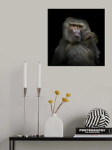 Monkeys Poster och Canvastavla