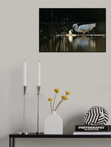 Hunting Little egret Poster och Canvastavla