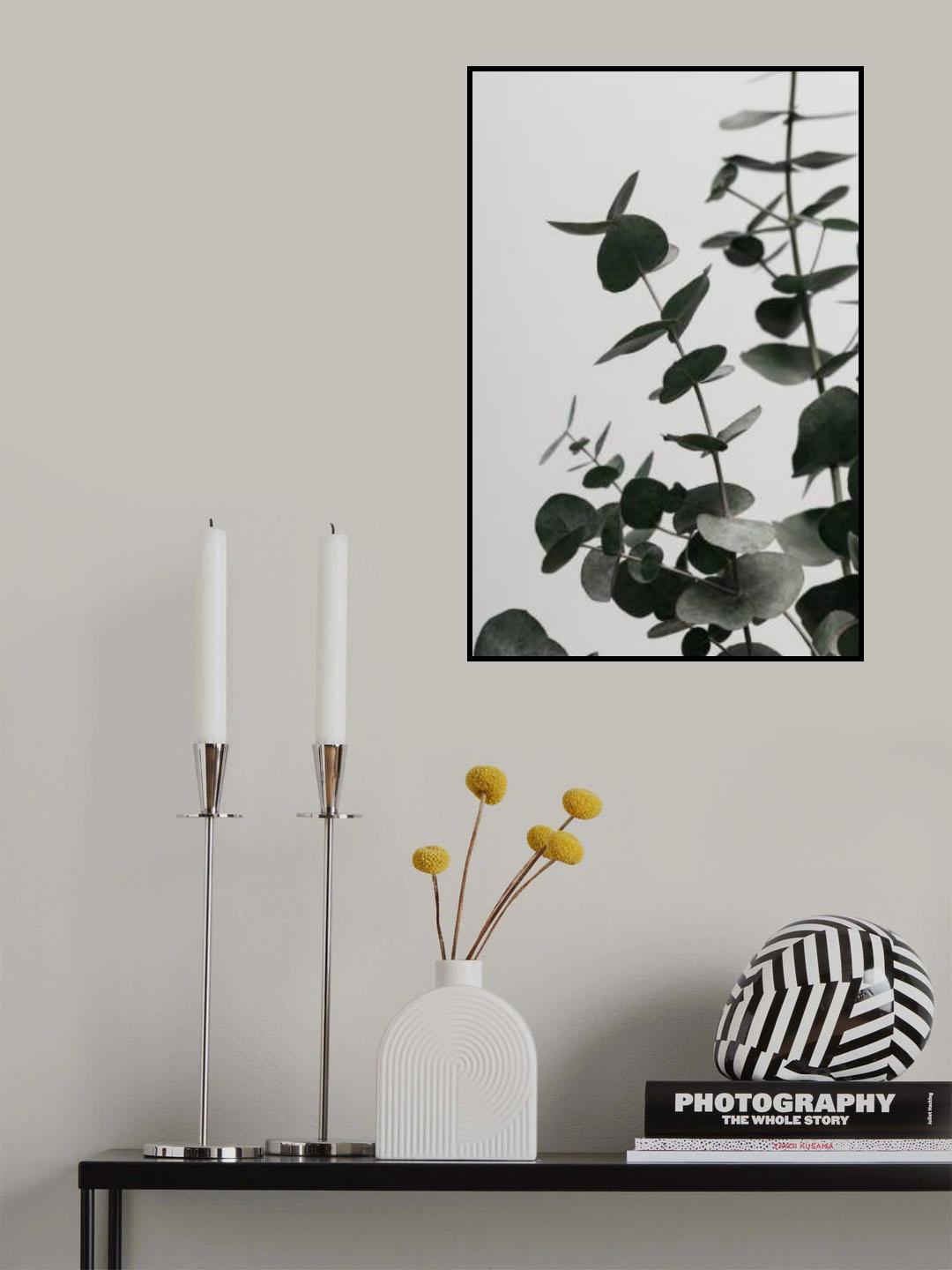 Eucalyptus Natural 08 Poster och Canvastavla