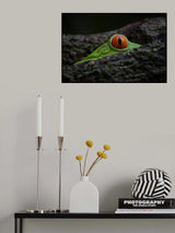 Peeking Poster och Canvastavla