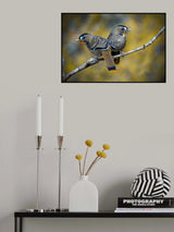 Rufous-chinned laughing thrush Poster och Canvastavla