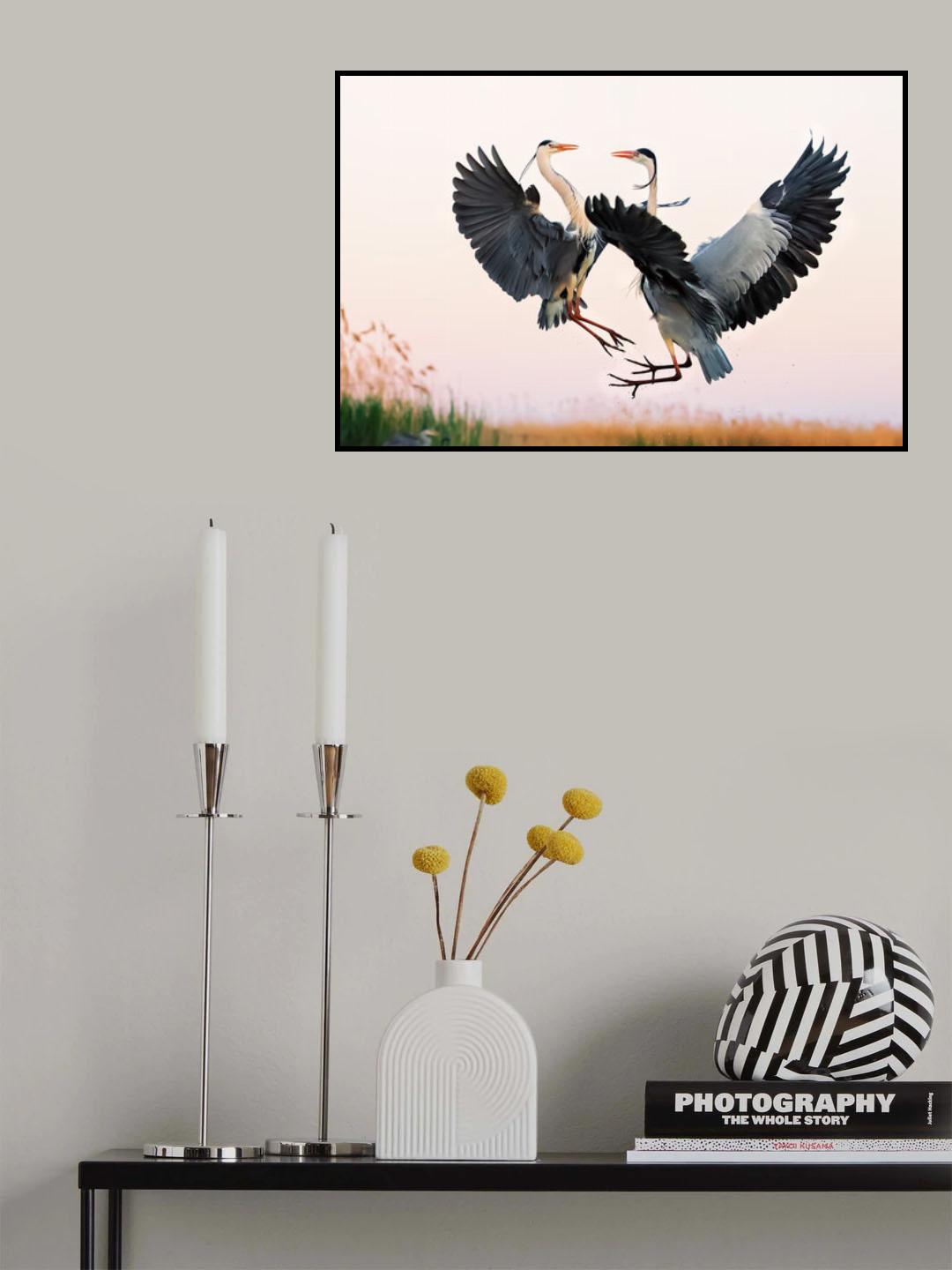 Heron Fighting Poster och Canvastavla