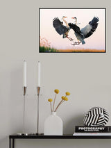 Heron Fighting Poster och Canvastavla
