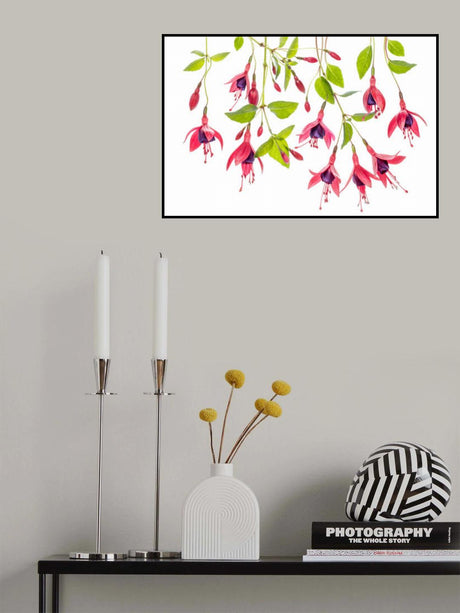 ~ Fuchsia ~ Poster och Canvastavla
