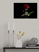 red rose Poster och Canvastavla