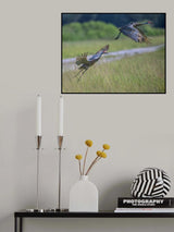 Taking Off, Sandhill Crane Poster och Canvastavla