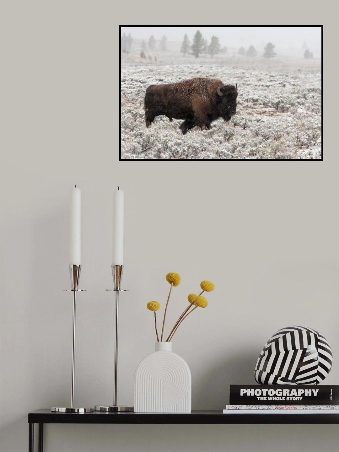 Late Fall Yellowstone Poster och Canvastavla