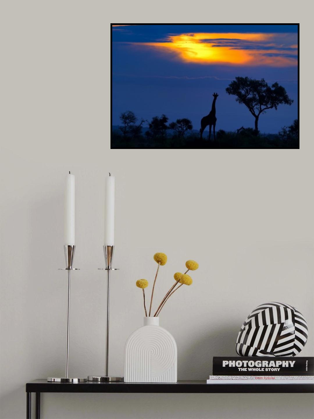 A Giraffe at Sunset Poster och Canvastavla
