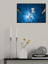 Hammerhead Shark Poster och Canvastavla