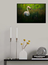 Flamingo Poster och Canvastavla