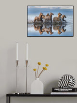 Horses and reflection Poster och Canvastavla