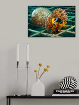 Vased Anemone Poster och Canvastavla