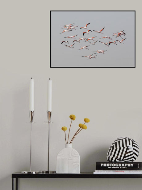 Greater Flamingos in flight Poster och Canvastavla