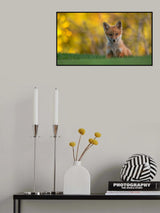 Red Fox Kit Poster och Canvastavla