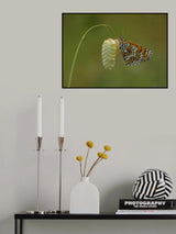 Balance 5 Poster och Canvastavla