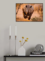 Rhino learning to fly Poster och Canvastavla