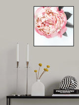 Blush peony III Poster och Canvastavla