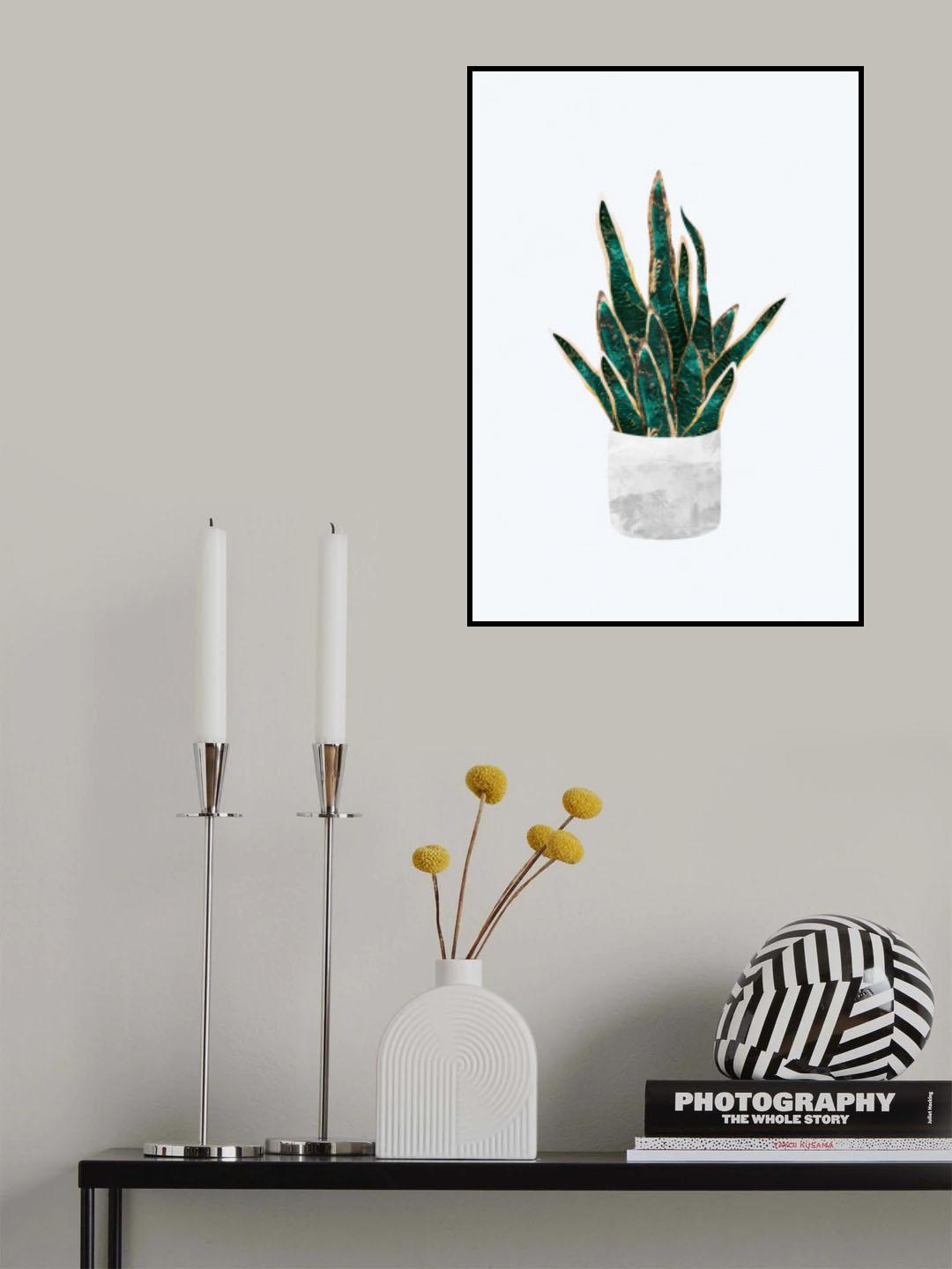 Snake Plant Poster och Canvastavla
