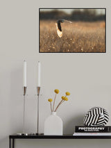 Backlit Wing Poster och Canvastavla