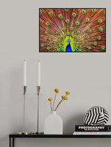 Peacock Poster och Canvastavla