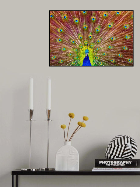 Peacock Poster och Canvastavla