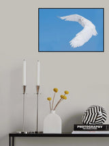 Hunting Snowy Owl Poster och Canvastavla