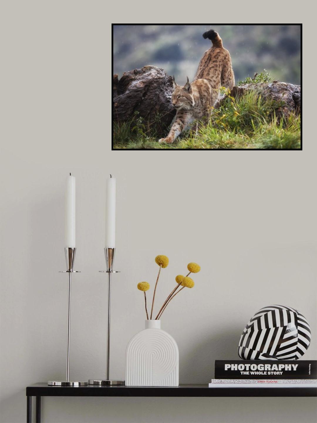 Lynx on The Move Poster och Canvastavla