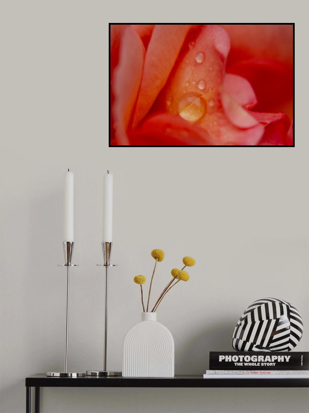 rose petal and water drops Poster och Canvastavla